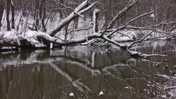 Las ramas cubiertas por el árbol de nieve se bajan en el agua — Vídeos de Stock