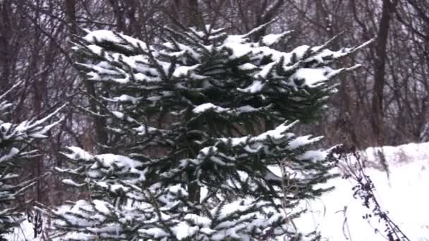 Меховые деревья в снегу, панорама — стоковое видео