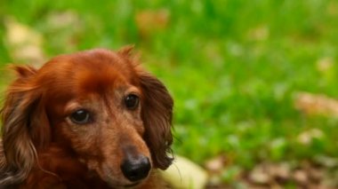 Kameraya bakarak yeşil çimenlerin üzerinde oturan köpek