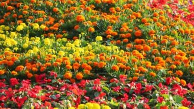 Sarı, turuncu, kırmızı, mavi, mor çiçek yatak