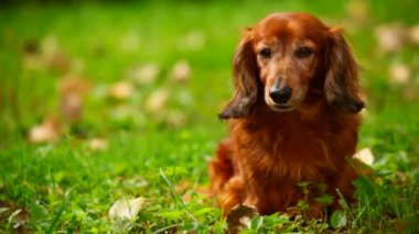 köpek yeşil çimenlerin üzerinde oturan, ön