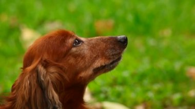 Yeşil çimenlerin üzerinde profil oturan köpek