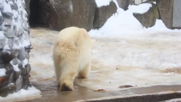 Urso branco dança rotativa — Vídeo de Stock