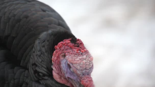 Cabeza de pavo en zoológico de invierno — Vídeos de Stock