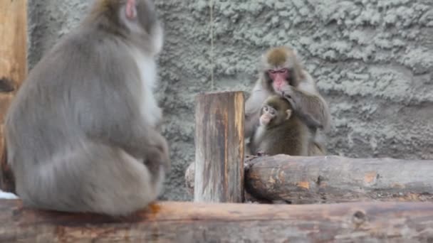 Rodzina małpa — Wideo stockowe