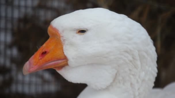 Cabeça de cisne — Vídeo de Stock