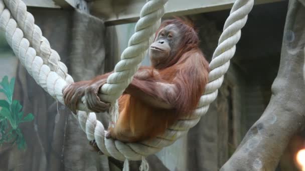 Grande macaco na corda — Vídeo de Stock