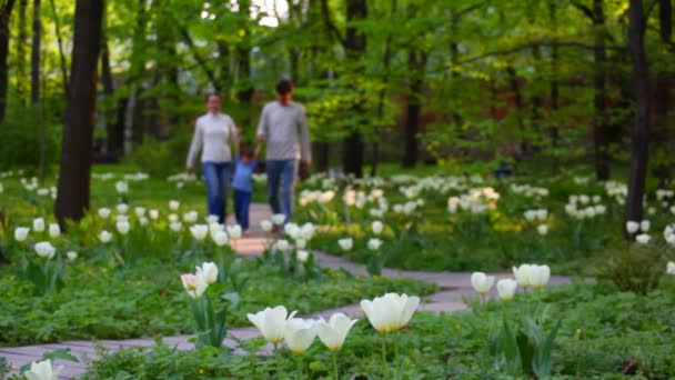 Familie mit kleinem Mädchen spaziert im Frühlingspark — Stockvideo