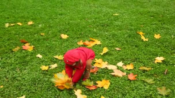 Niña recoger y vomita hojas en el parque de otoño — Vídeos de Stock