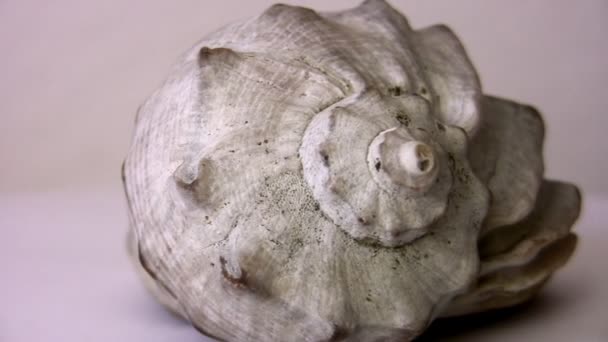 Seashell медленно вращается вокруг своей оси — стоковое видео