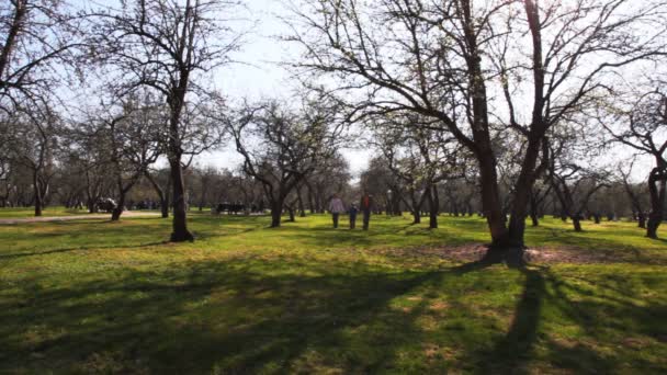 Familie met jongen houden voor handen gaat terug op park in het voorjaar van — Stockvideo