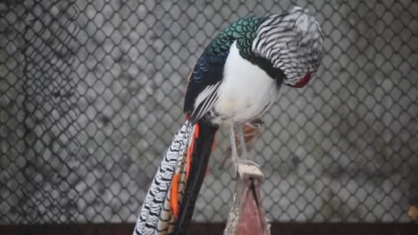 Oiseau de couleur dans le zoo — Video