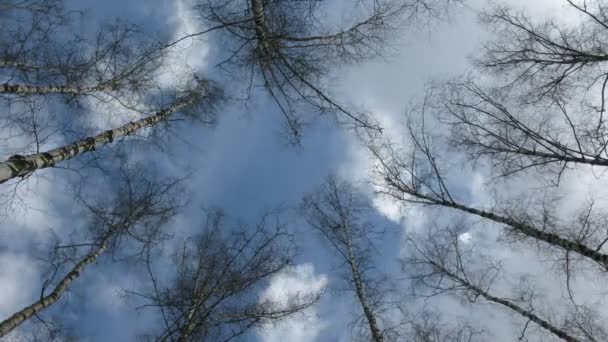 Nubes y rama de árbol, lapso de tiempo — Vídeos de Stock