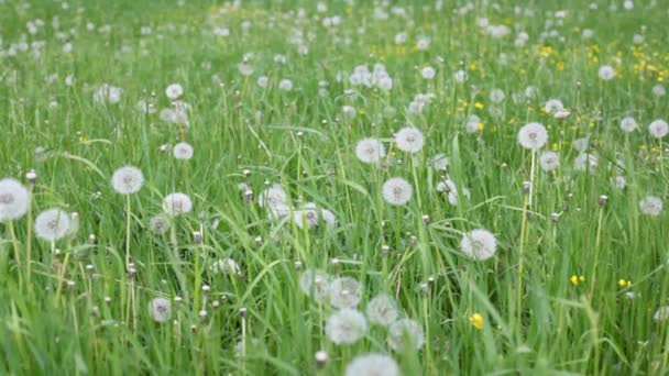 Herbe et pissenlits se déplaçant avec le vent — Video