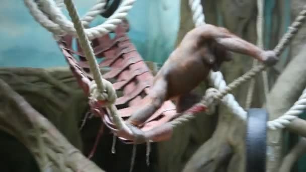 Big monkey in zoo — Stock Video