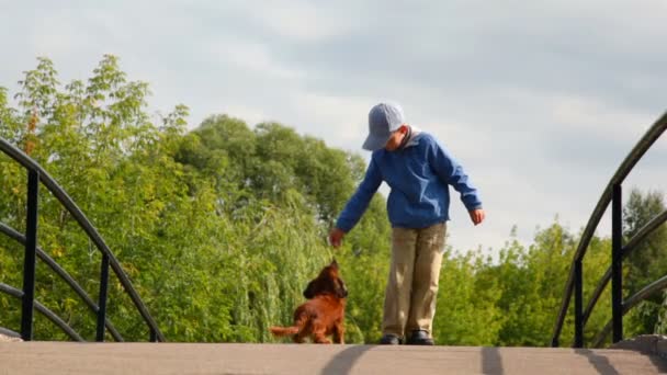 Menino alimentando cão no parque — Vídeo de Stock