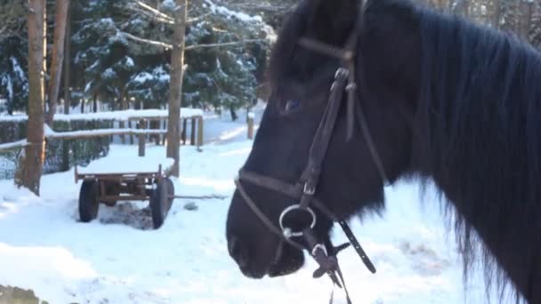Άλογο τρώει χιόνι — Αρχείο Βίντεο