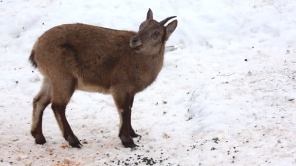 Corsican moufflon female — Stock Video