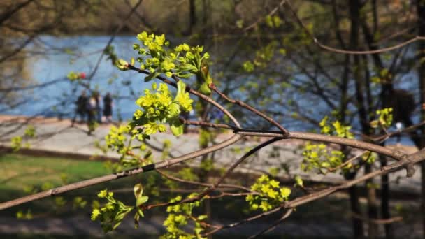 Branch scuote contro nuoto barca e camminare — Video Stock