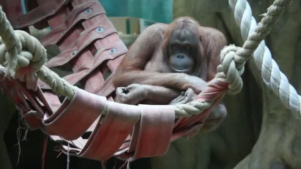Big monkey in hammock — Stock Video