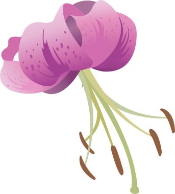 Kaplan zambağı çiçeği vektörü