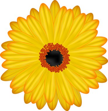 gerbera floewer vektör