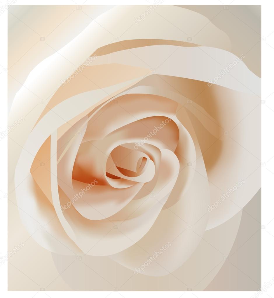Vector white rose closeup — Stock Vector © Paha_L #16778771