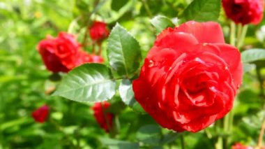 kırmızı gül bahçesinde Rüzgar içinde hareket