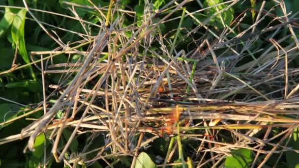 Trockenes Stroh brennt im Sommer auf grünem Gras im Park — Stockvideo