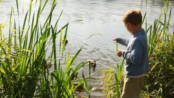 Small boy feeds flight of weft beside pond in park in summer — Stock Video