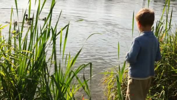 Chlapec stojí kolem rybníka a krmí hejno útek v parku v létě — Stock video