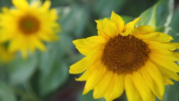 Скромна бджола сидить на жовтій красивій квітці в природі влітку — стокове відео
