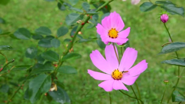 Flores cosmos rosa acenando ao vento — Vídeo de Stock