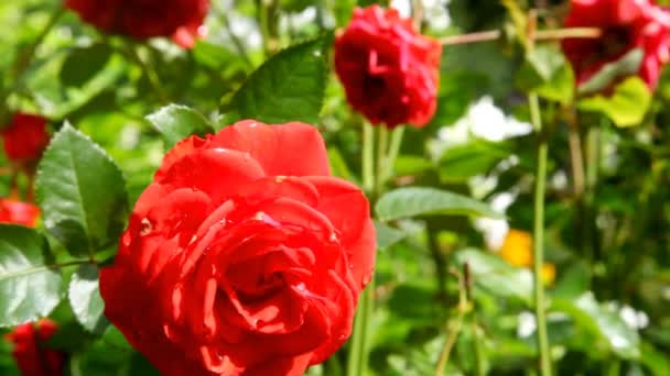 Trädgård blommor, zooma från förgrunden till bakgrunden — Stockvideo