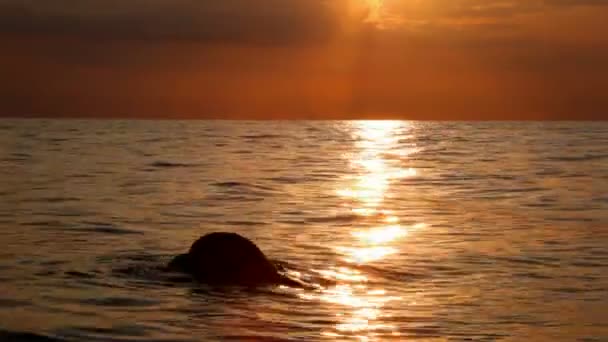 Аква-Біч красиве узбережжя падає вечірнє жіноче веселе волосся щасливе світло відпочинок море берег силует літо сонячне світло захід сонця плавання туризм відпочинок вода жінка молода — стокове відео