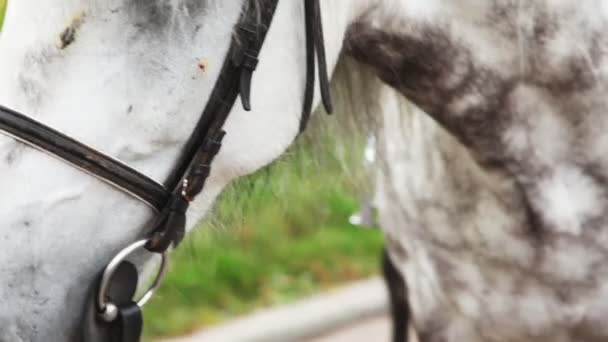 Girl sits on black-and-white horse in park. Moving camera close — Stock Video