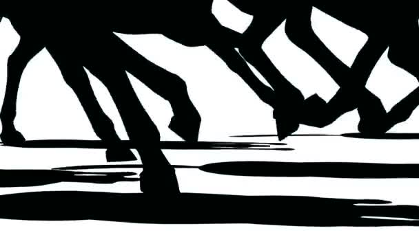 Close up of feet of herd of running horses, black silhouette on white background — Stock Video