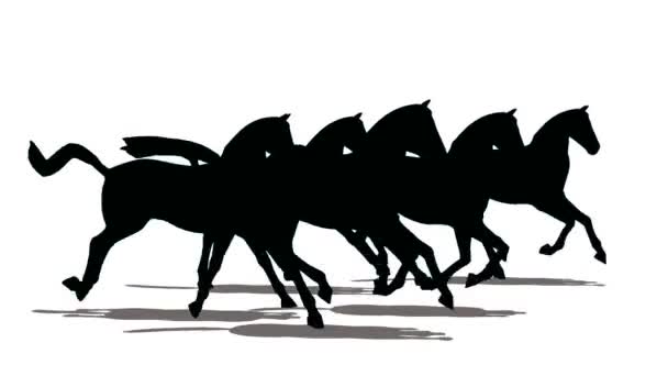 Corrida de pequeno rebanho de cavalos, silhueta preta no fundo branco — Vídeo de Stock