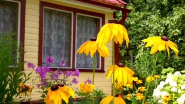 Flores amarillas de Echinacea ondeando, de arriba abajo — Vídeos de Stock