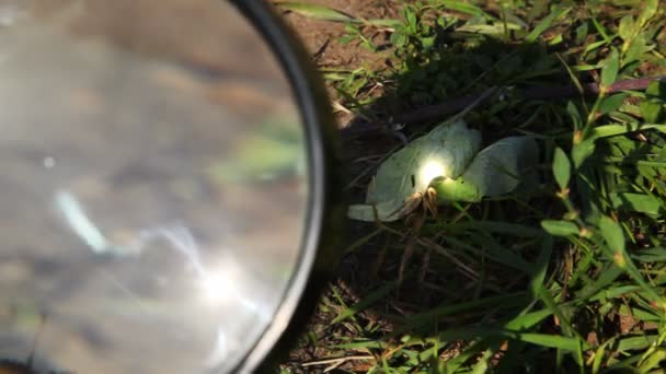Magnifying glass are cauterized dry leaf on herb in summer — Stock Video