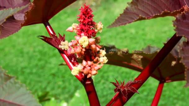 Ricinus med stora blad vajande i vinden — Stockvideo