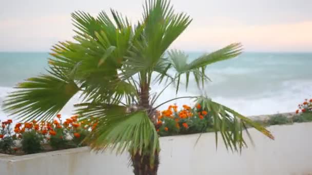 Kasvien ja kukkien heiluttaen tuulen, meren ja taivaan taustalla — kuvapankkivideo