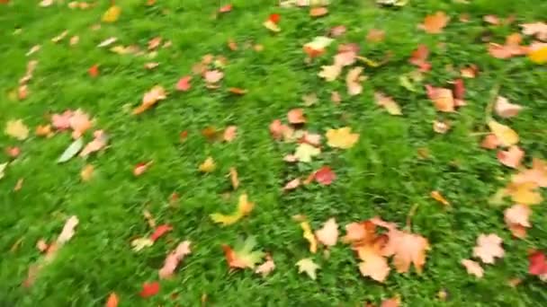 Autumn red leaves on green grass, rotating camera — Stock Video