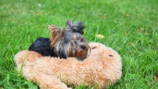 Yorkshire terrier leugens, dan loopt om te spelen, groen gras op achtergrond — Stockvideo