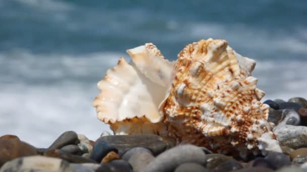 Seashell på stenstrand, hav surfa i bakgrunden — Stockvideo