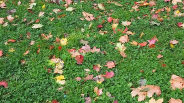 Otoño hojas rojas sobre hierba verde, paneo — Vídeo de stock