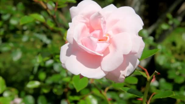 Różowa róża zrzekając się na wietrze — Wideo stockowe