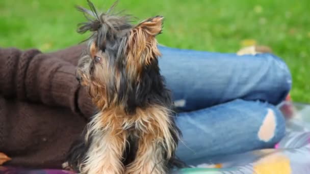 Oidentifierad kvinna smeka yorkshire terrier, grönt gräs i bakgrunden — Stockvideo