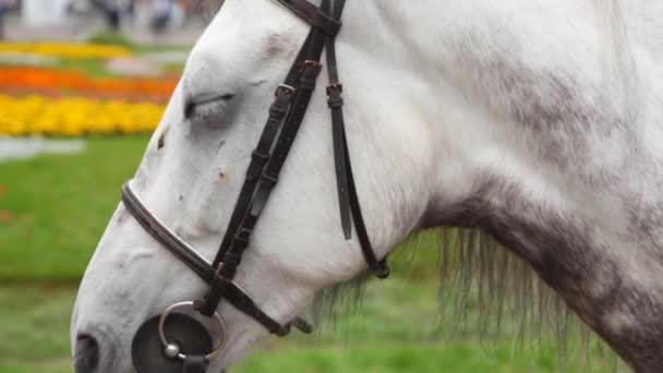 Fekete-fehér horsy vezetője közelről nyáron a parkban — Stock videók