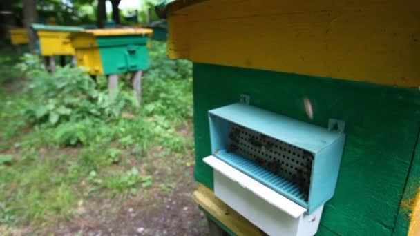 Abelhas com mel vindo para colmeia no apiário, câmera se movendo para cima e para trás — Vídeo de Stock